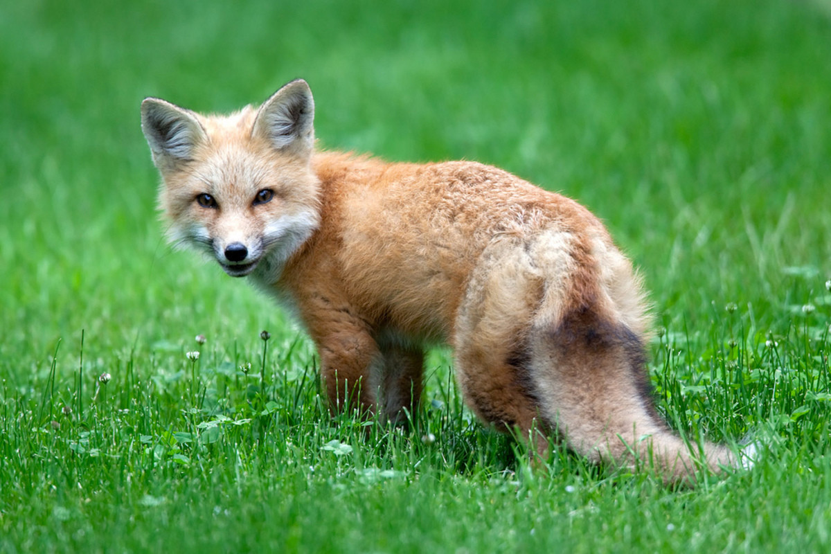 Fox цвет. Фото лисы для детей в детском саду. Окрасы Лис. Золотистая лисица. Фото лисы на лужайке.