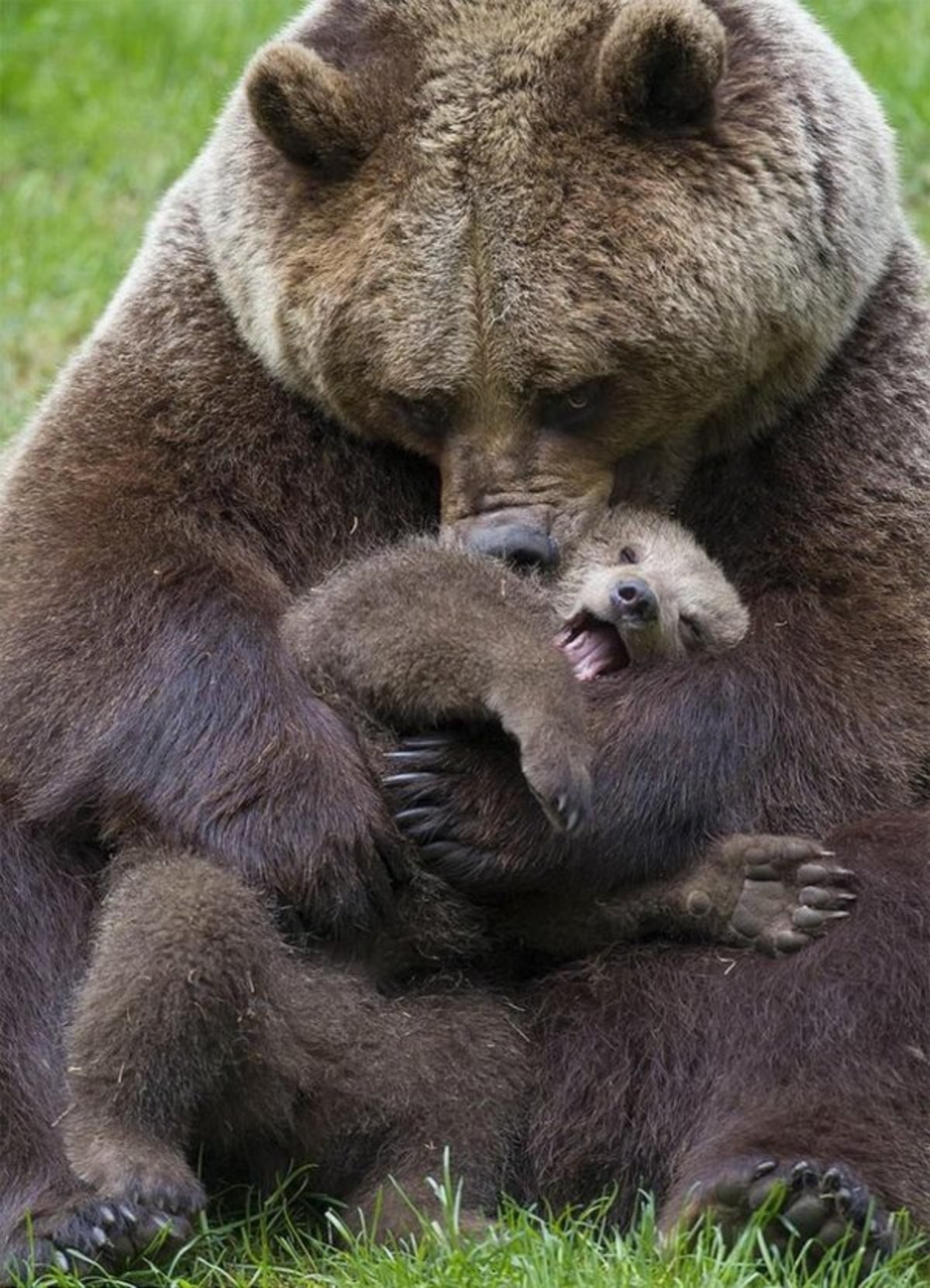 Bear Hug.