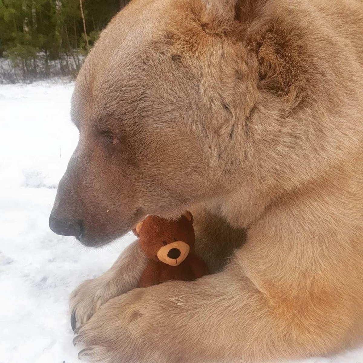 bear hug.