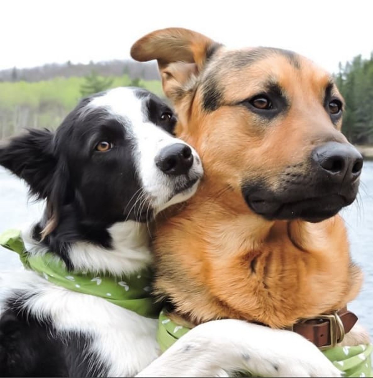 These dogs. Собаки обнимаки. Два пса. Настоящие друзья собаки. Две собаки настоящие.