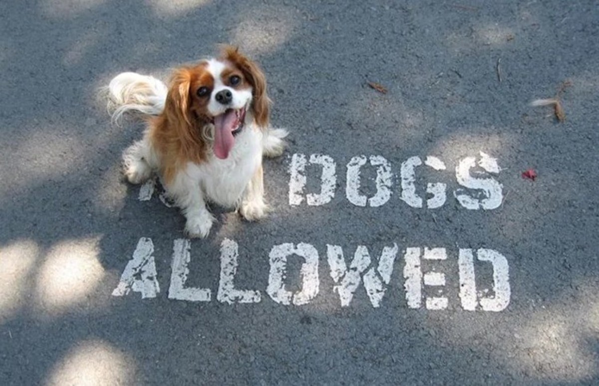 Dogs allowed. Надпись собака. Надпись собака красиво. Картинки про собак с надписями. Собака надпись на асфальте.