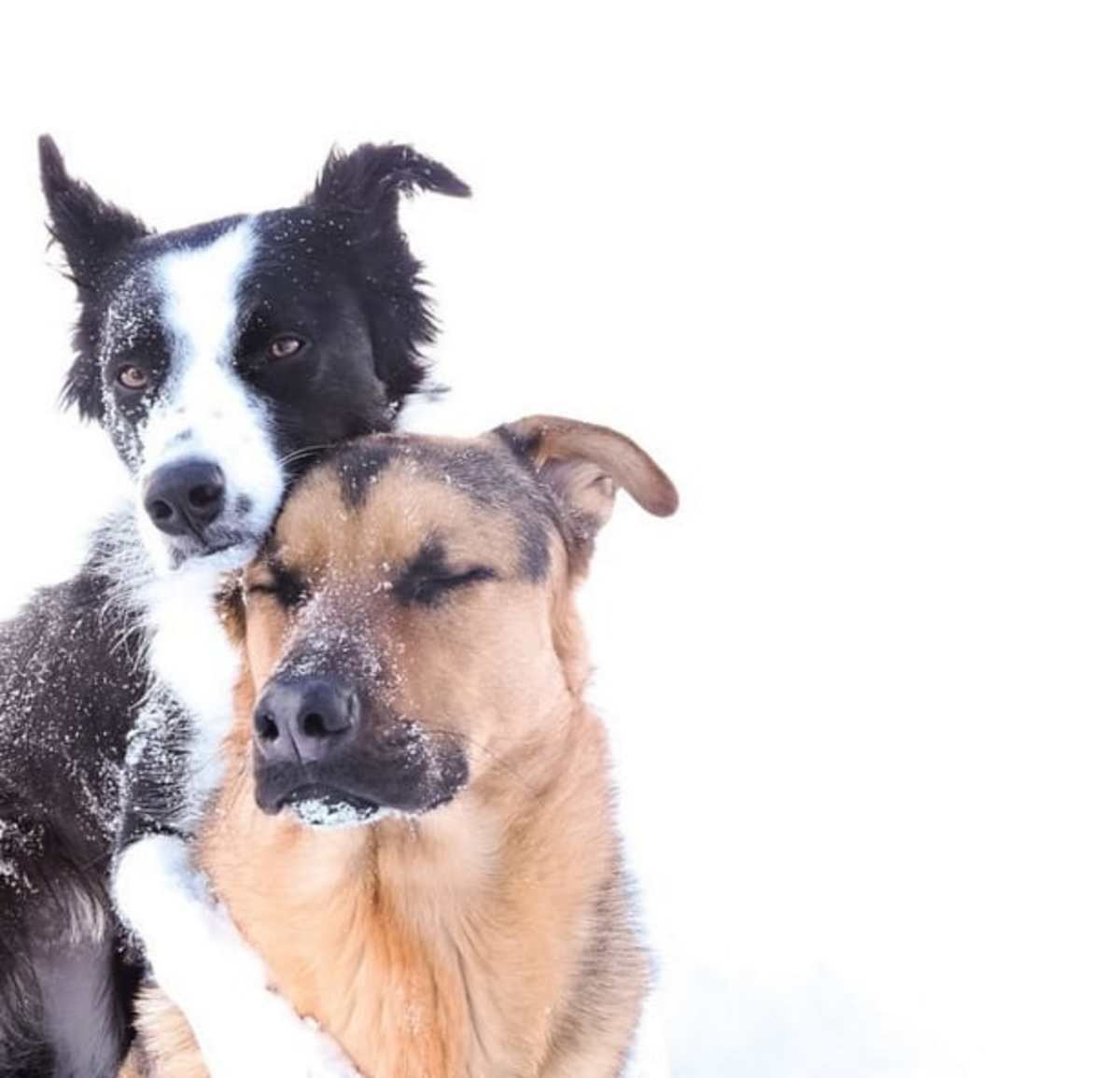 Dog are the best. Собаки обнимаки бордер колли. Две собаки. Собаки обнимаются. Щенки обнимаются.