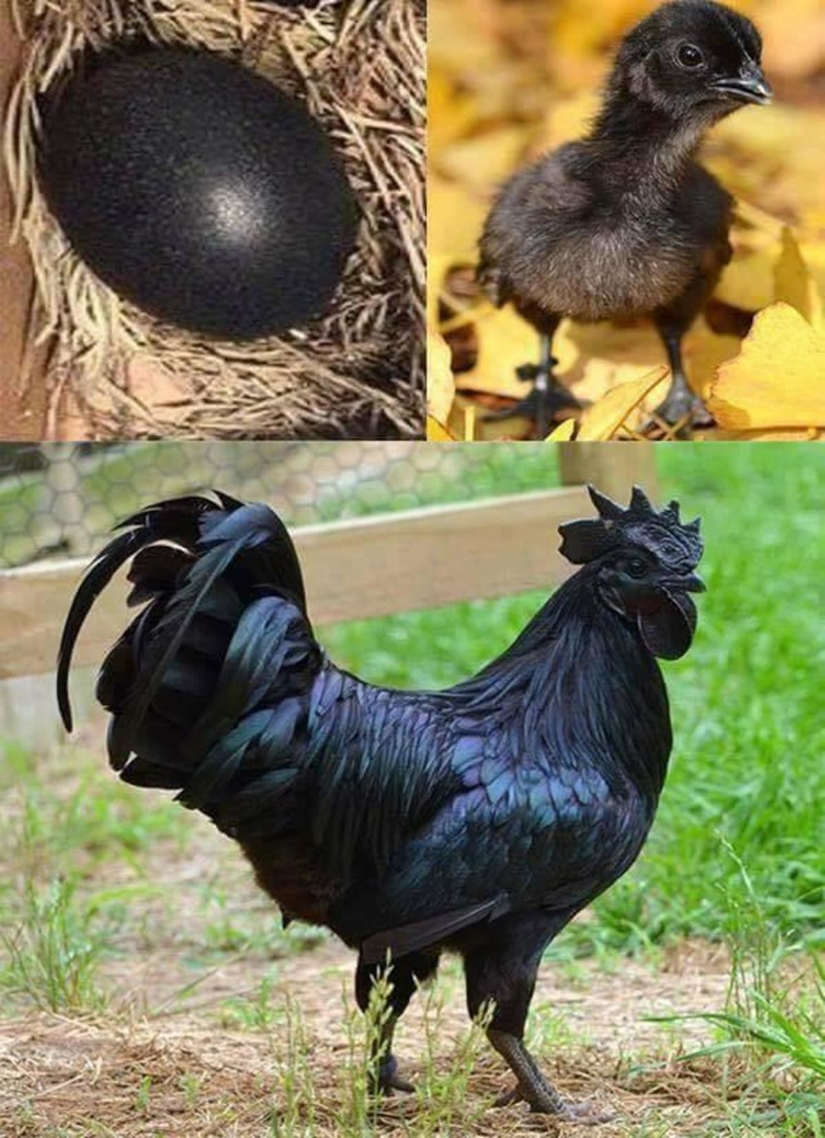 big black cock