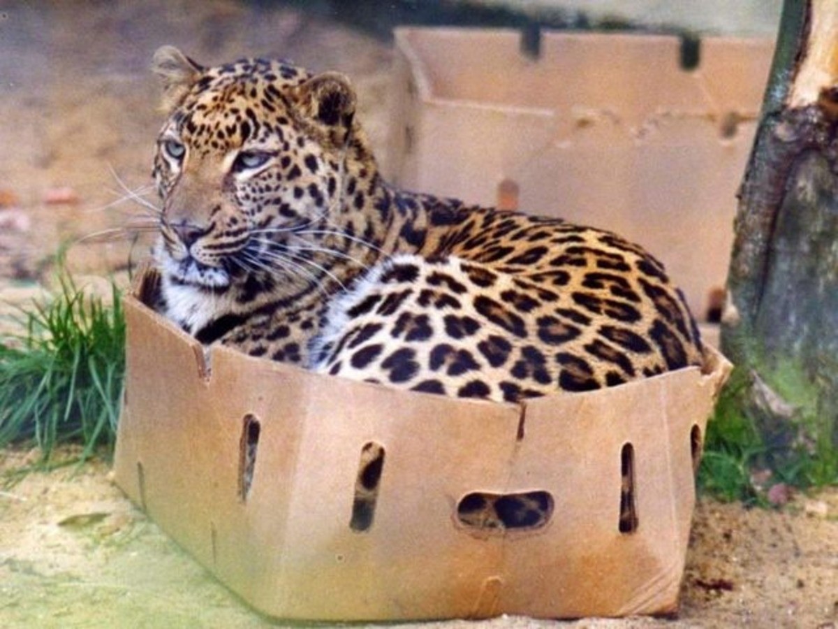 Домашний леопард сканворд 5 букв. Большие кошки и коробки. Большие кошки в коробке. Большие кошки Дикие. Гепард в коробке.