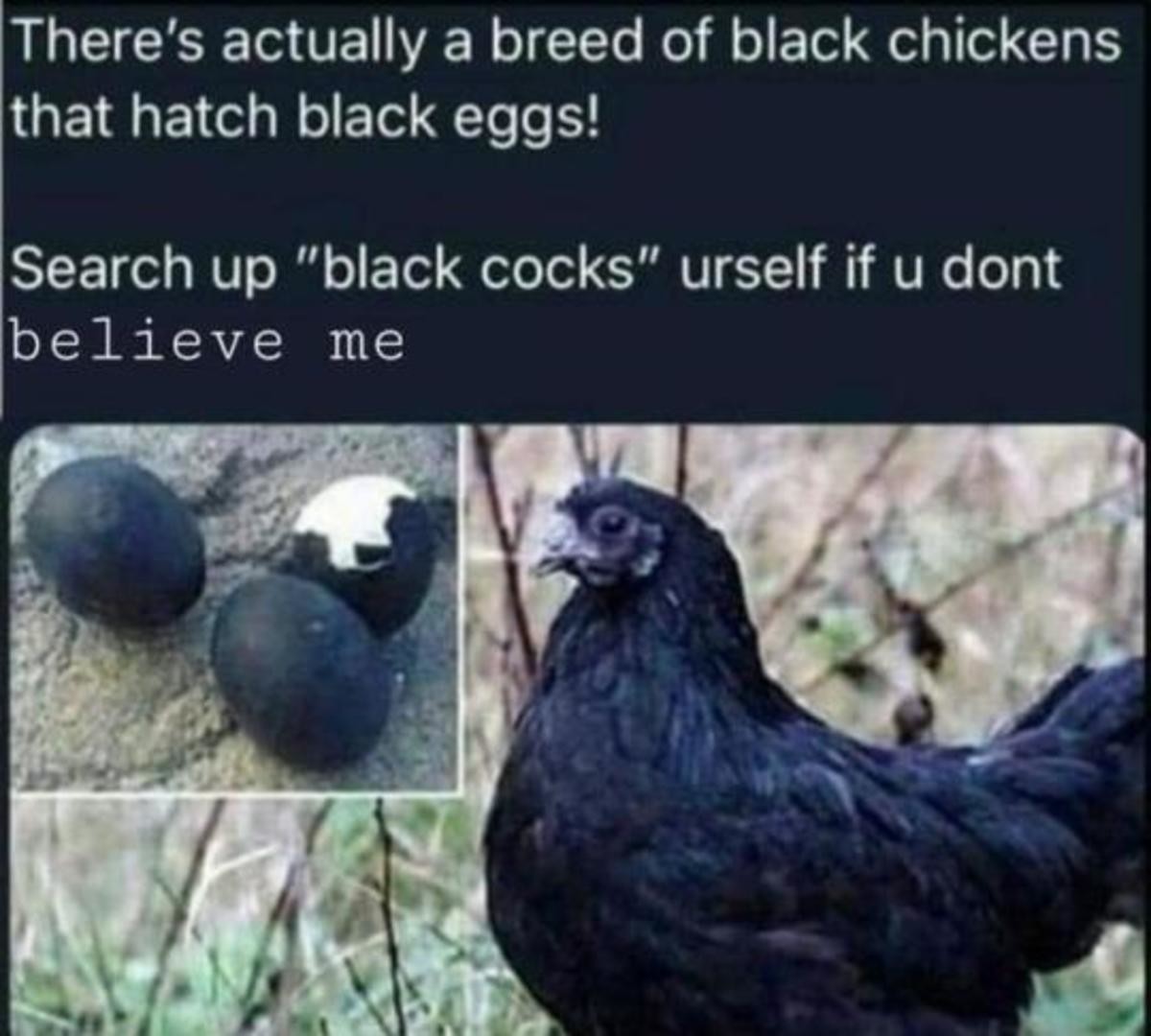 Black Cock Memes