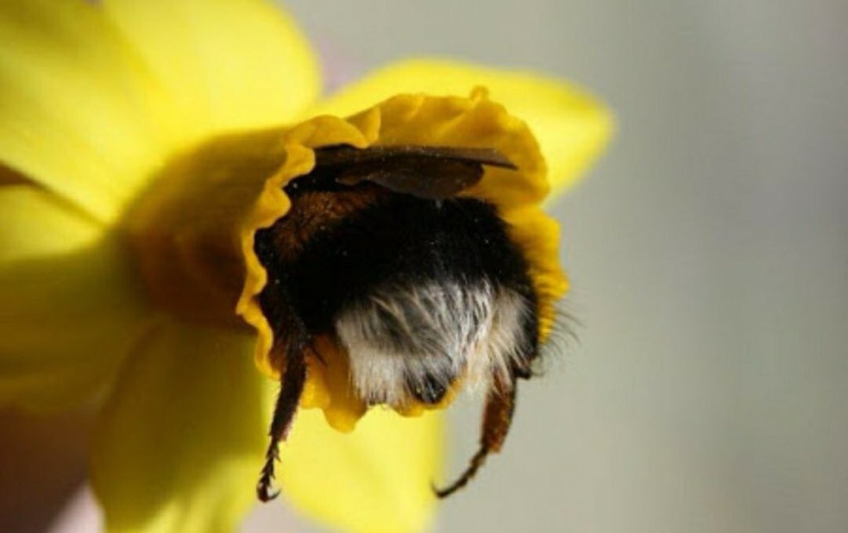 Пчела спит в цветке