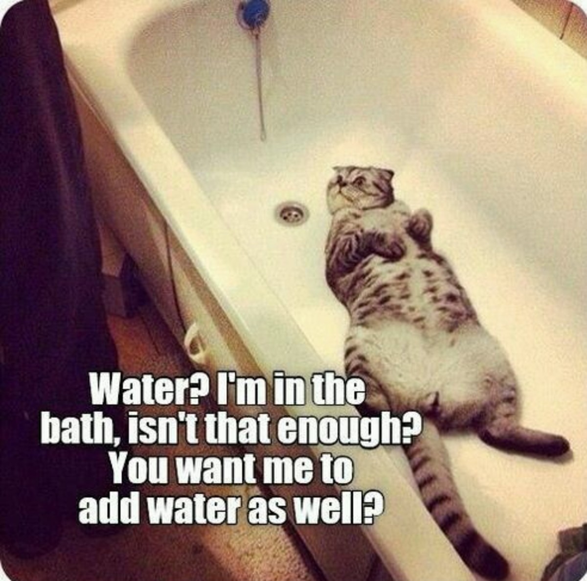 Cat In The Bath Meme, Cat In Bathtub Meme