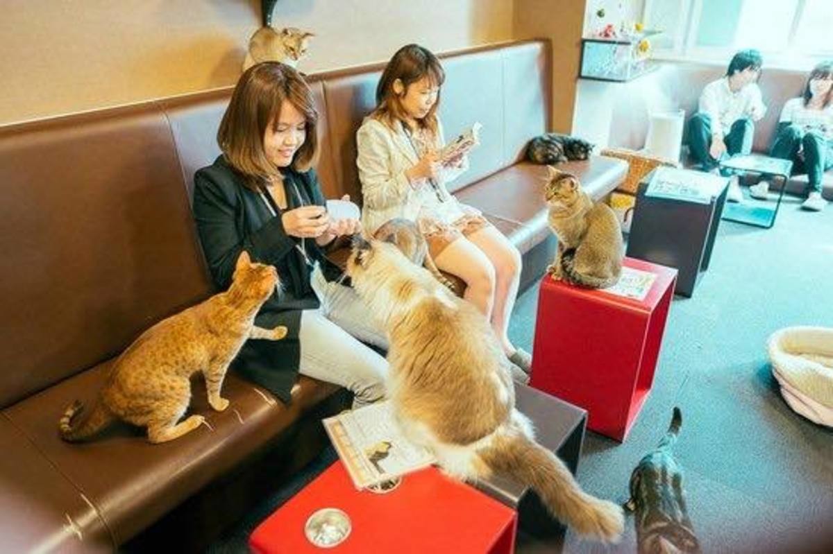 кафе для кошек