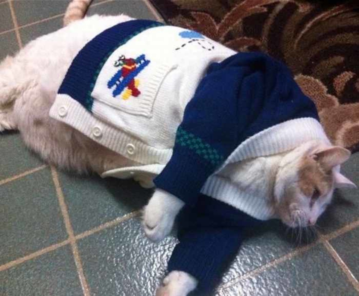 Толстый кот в одежде