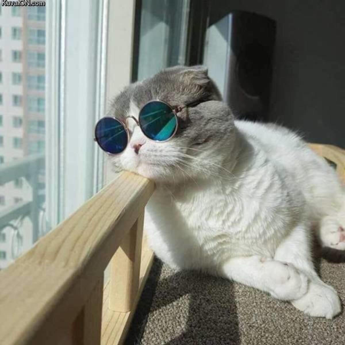 Смешные авы с котиками. Кот в очках. Кошечка в очках. Крутой кот. Смешной кот в очках.