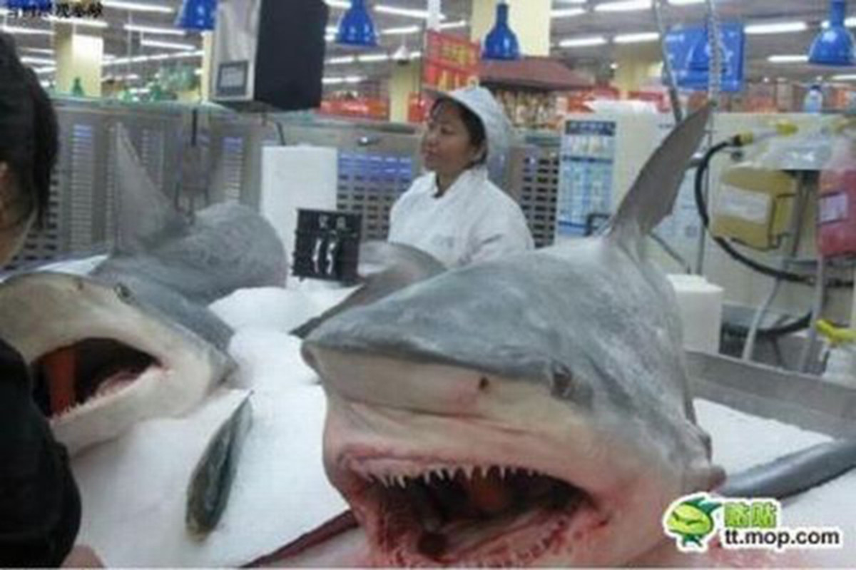 Есть акулье мясо. Китайская акула.