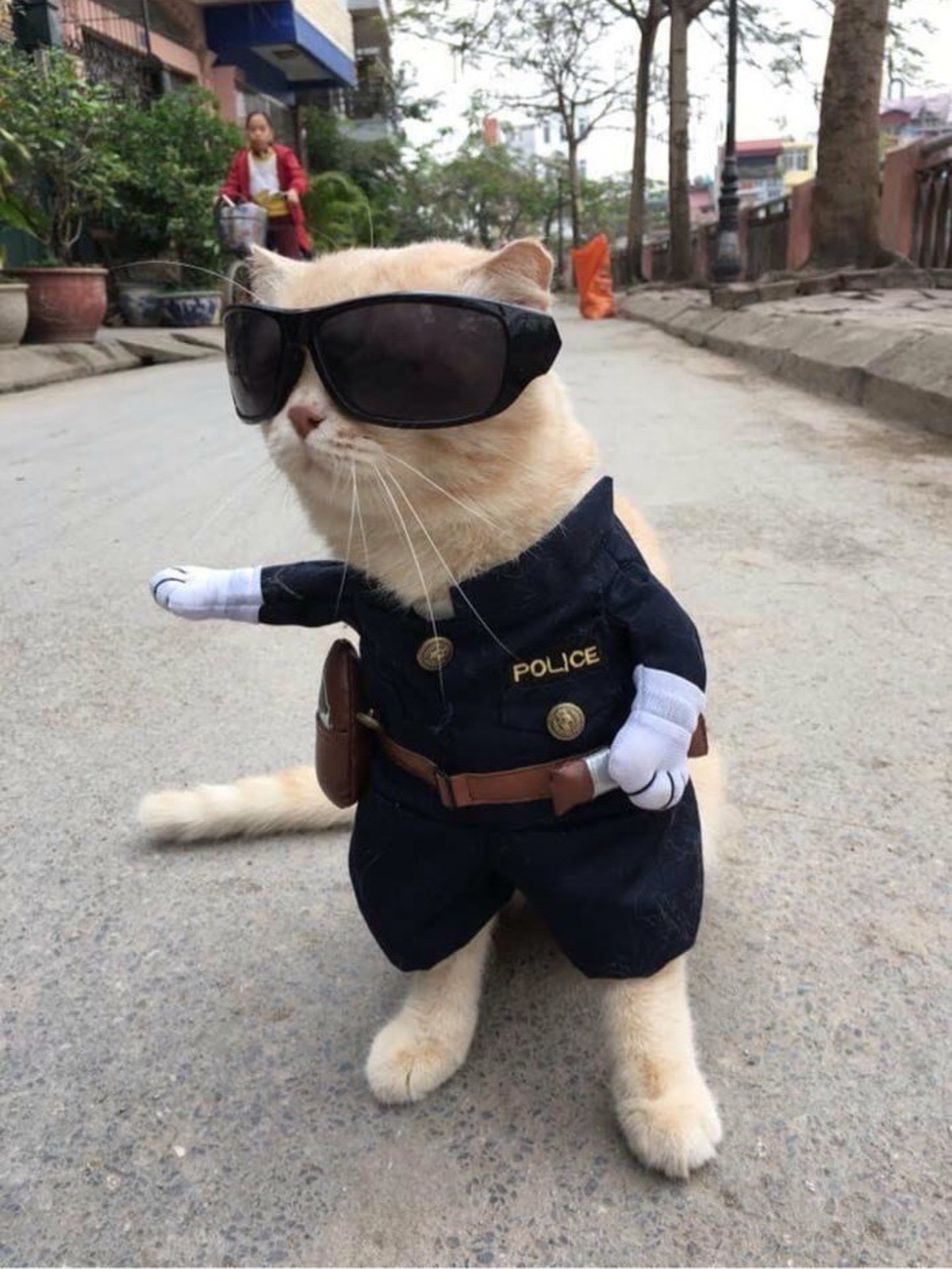 Картинку чтоб поставить. Кот полицейский. Крутые котики. Крутые коты. Крутой кот.