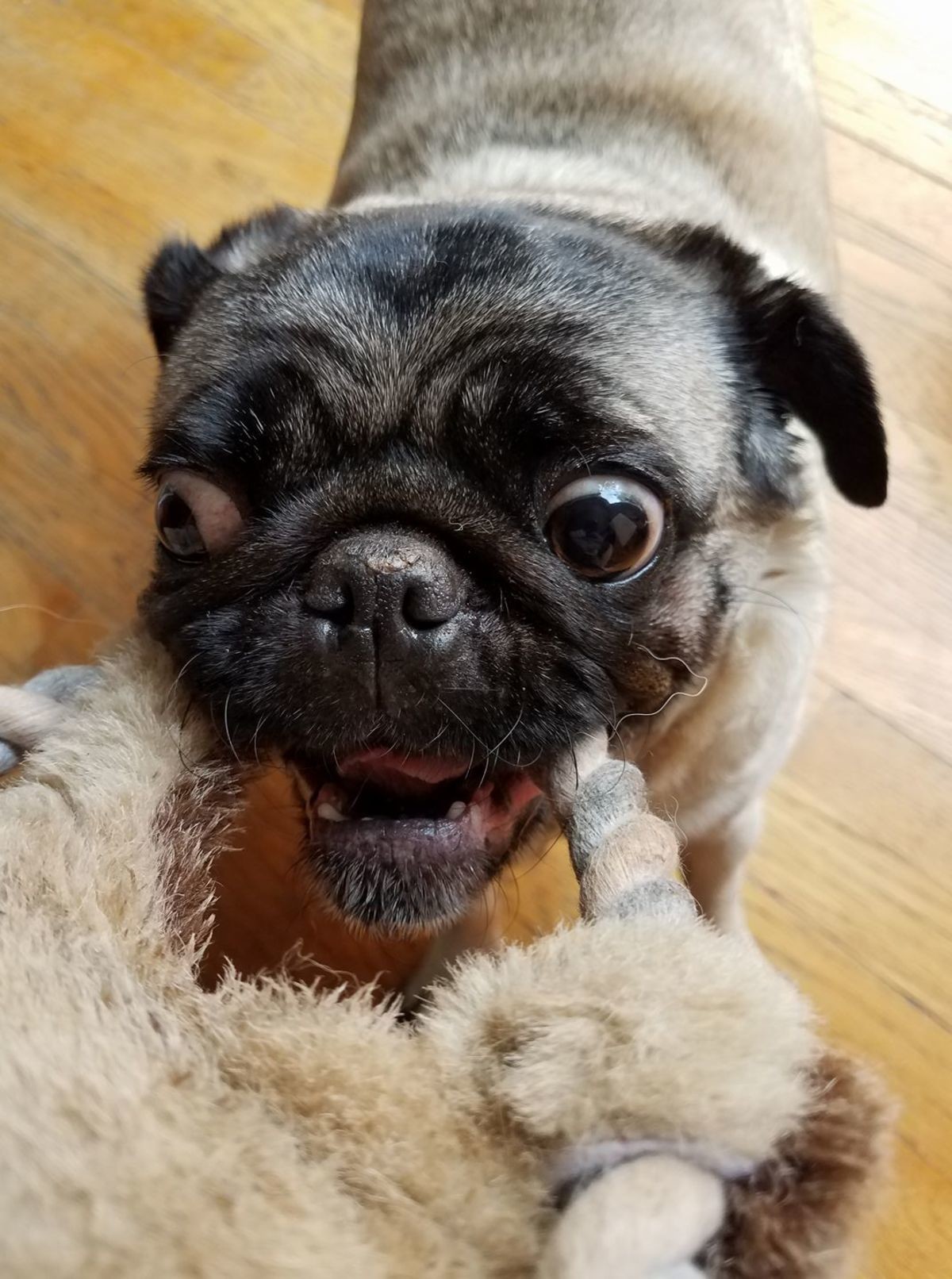 Crazy Tug Pug!