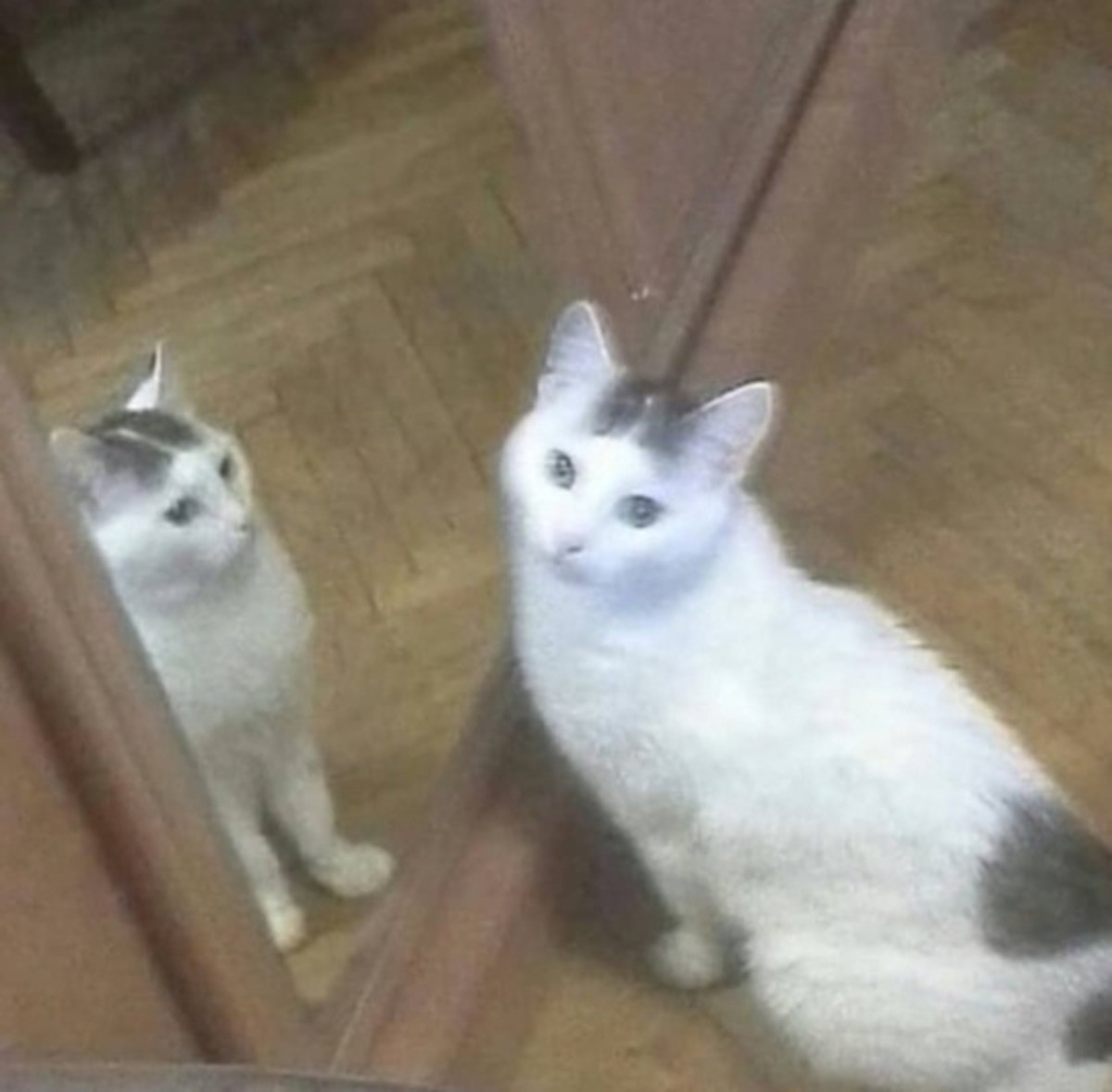Cursed Reflection