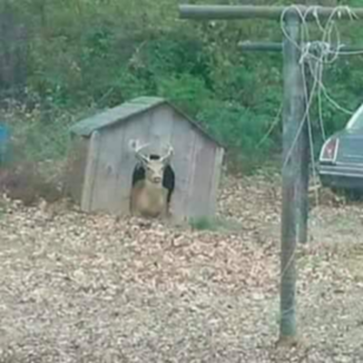 Ну допустим. Ну допустим Гав. Мемы про ну допустим. Ну допустим Гав Мем. Ну предположим Гав.