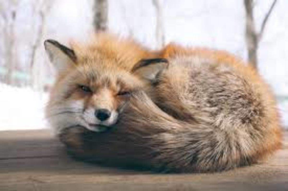 Fluffy fox. Лиса. Пушистый Лис. Красивая лиса. Пушистая лиса.