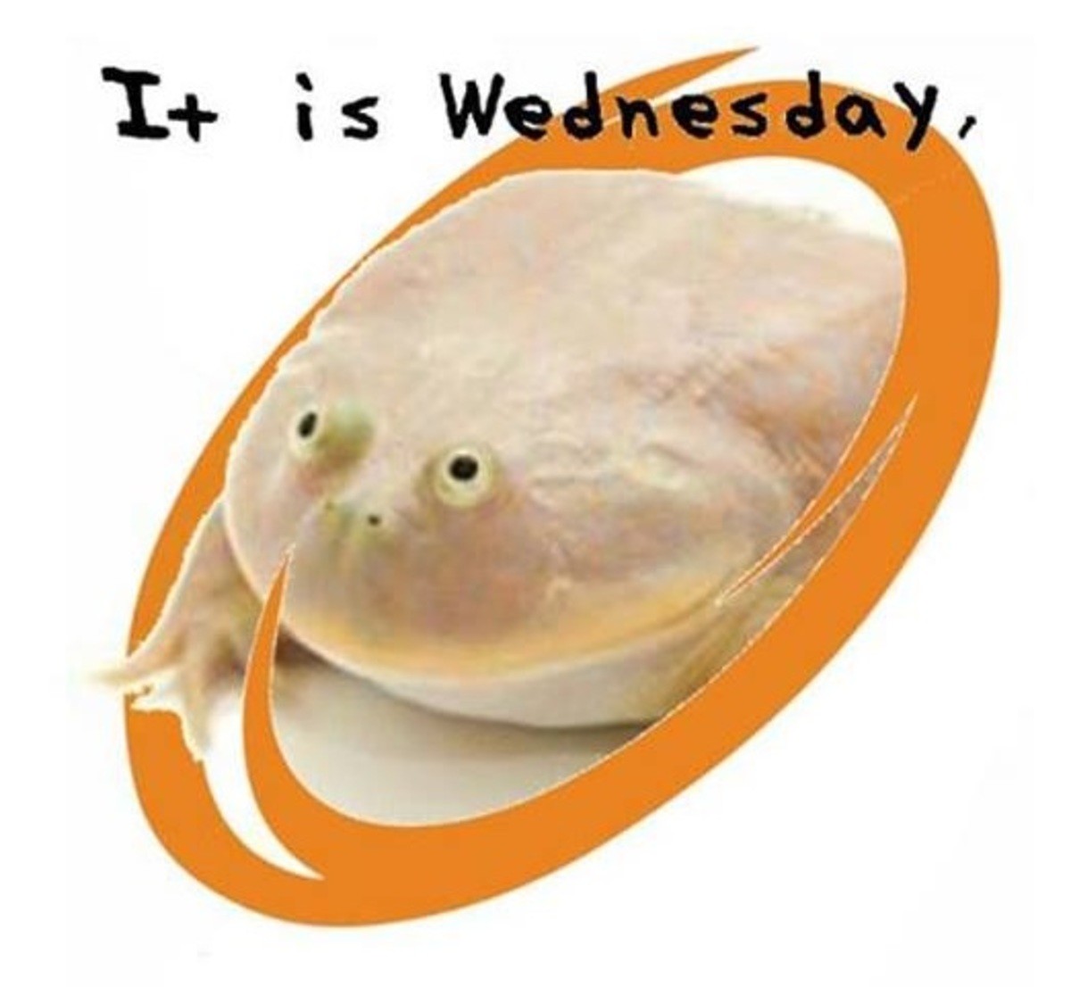 Its wednesday my dudes мем. Жаба Wednesday my dudes. Мем its Wednesday. Лягушка Wednesday. Это среда Мои чуваки.