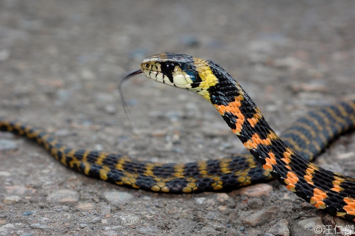 Змея с оранжевой головой. Rhabdophis tigrinus. Тигровый полоз. Тигровый уж Rhabdophis tigrinus. Змея тигровый полоз.