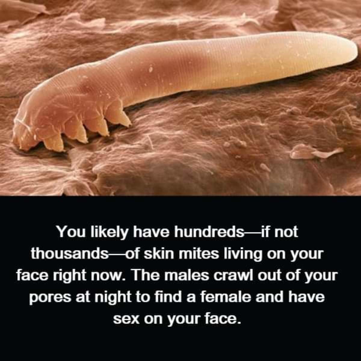 Face sex