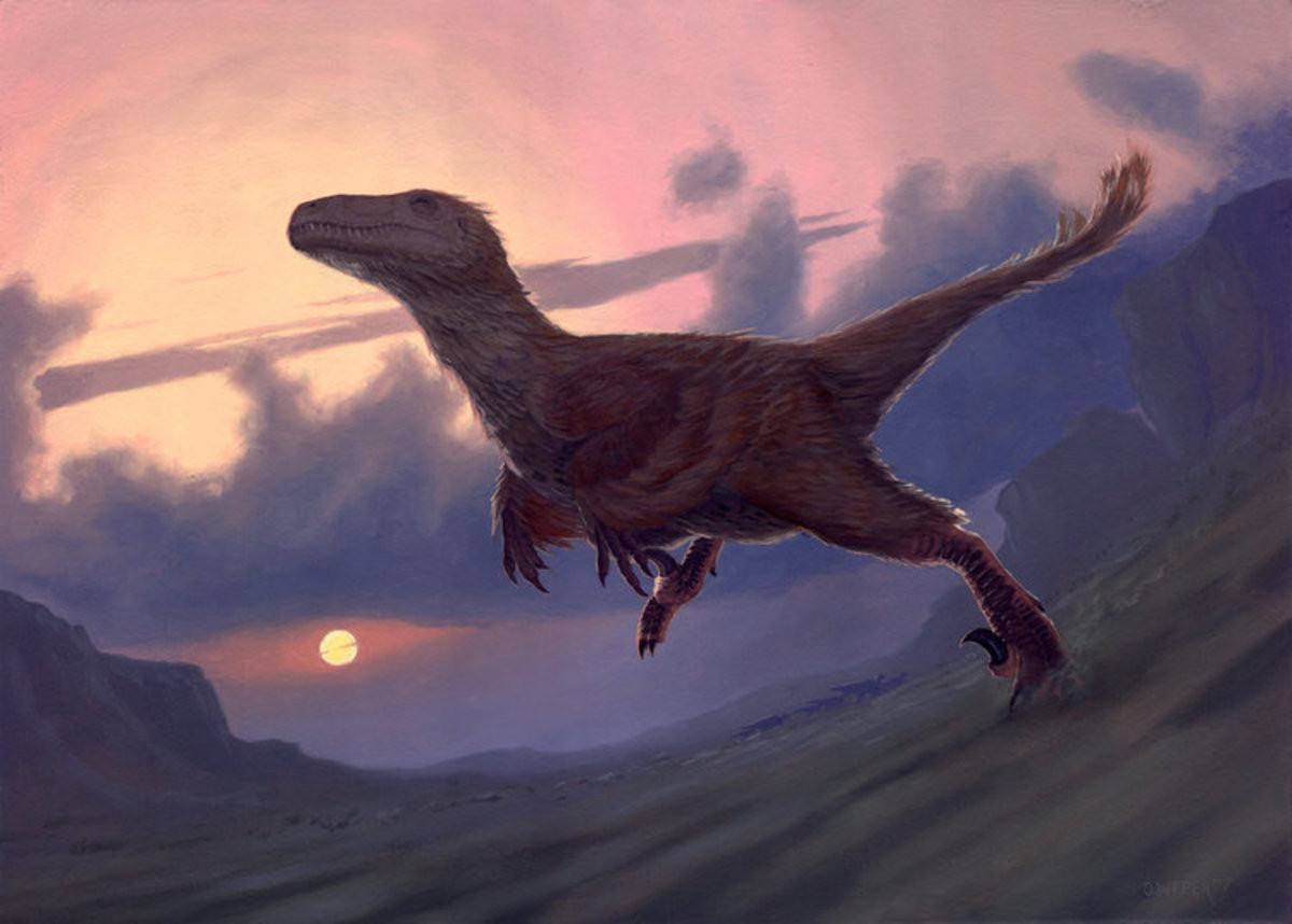 ...Utahraptor ostrommaysorum, honors the famous American paleontologist Joh...