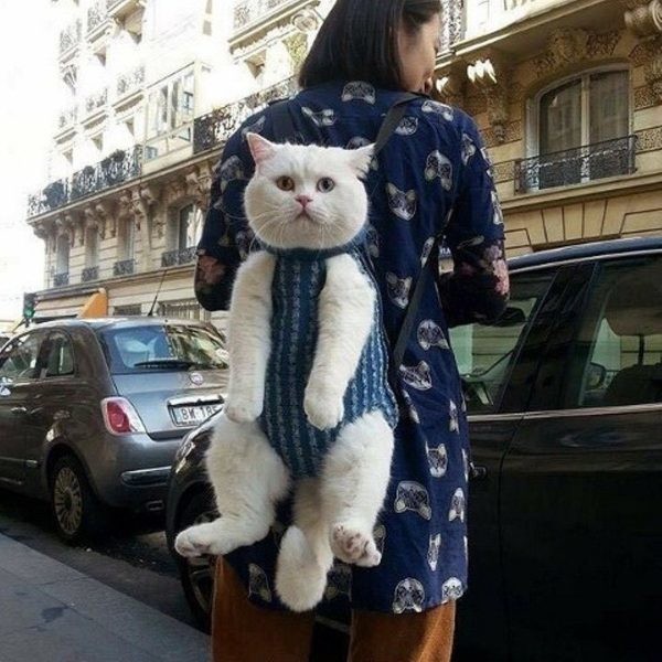 cat with backpack