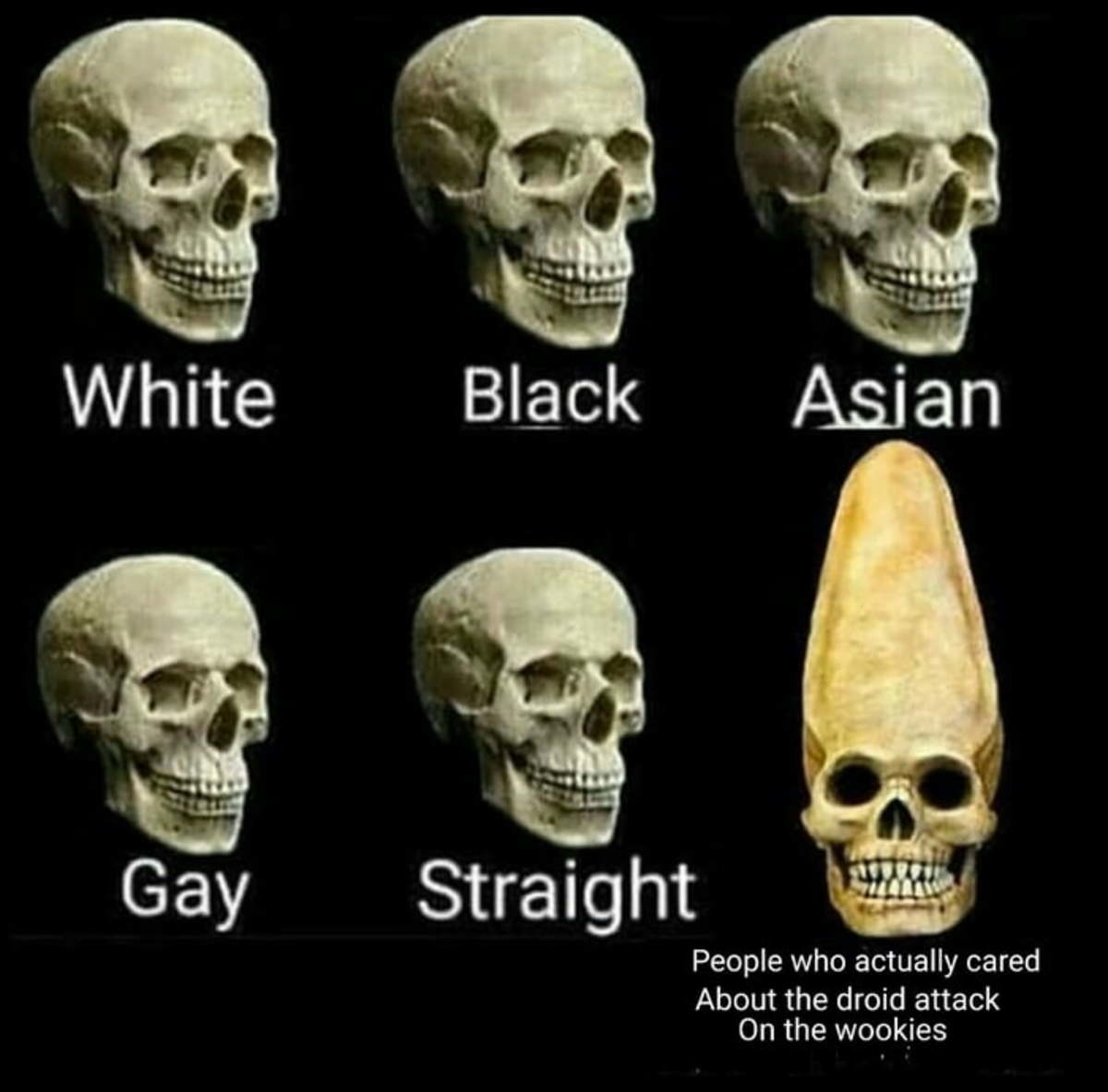 Skull Of Different Races