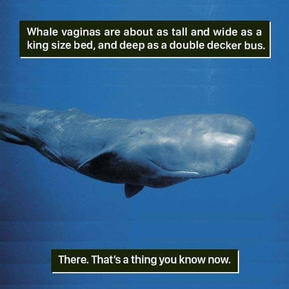 сколько в длину член кита фото 111
