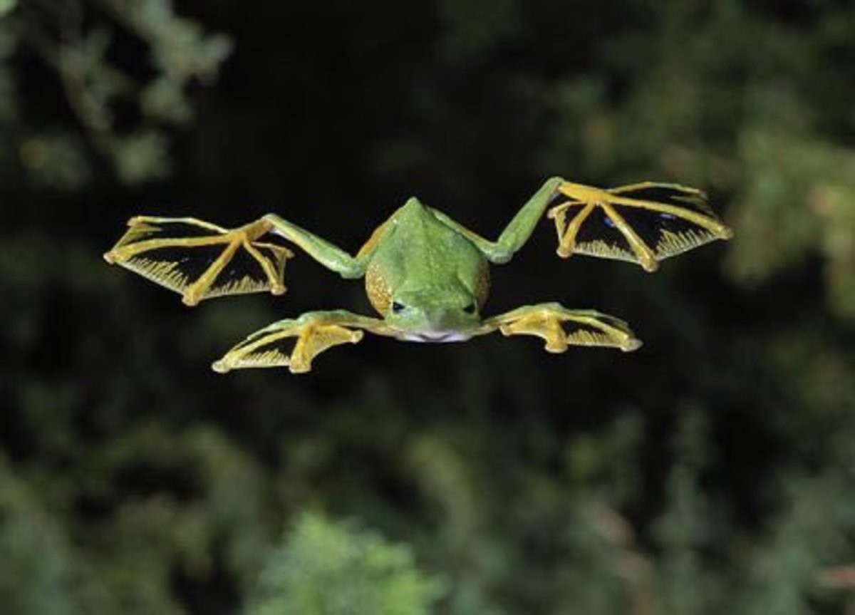 Flying Frogs.