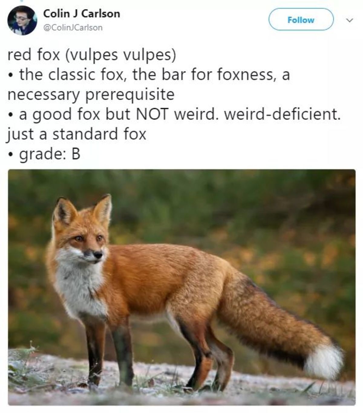 Classic fox. About Foxes. Стандартная лиса. About Red Fox. Классика лиса.