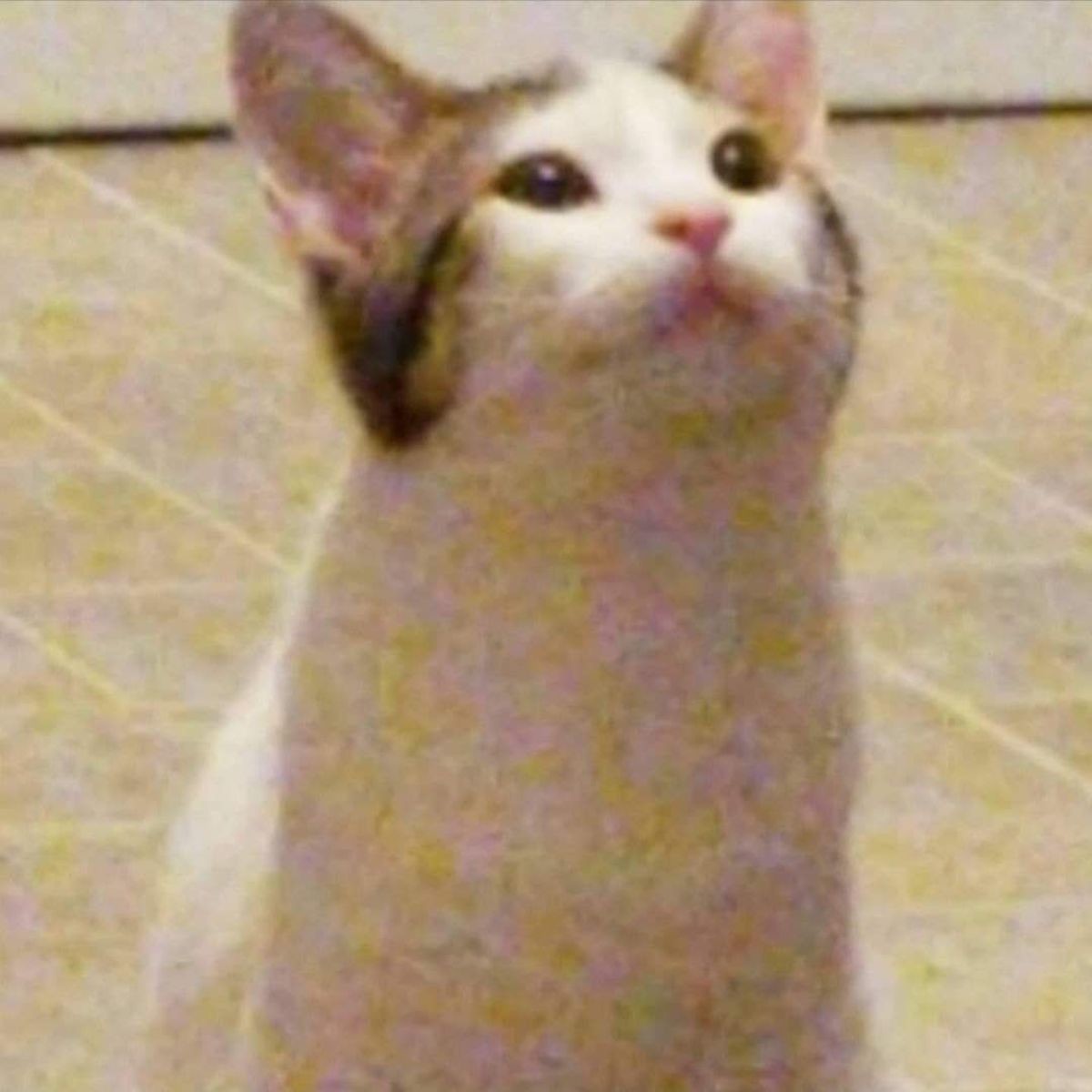 Котенок улыбается мем