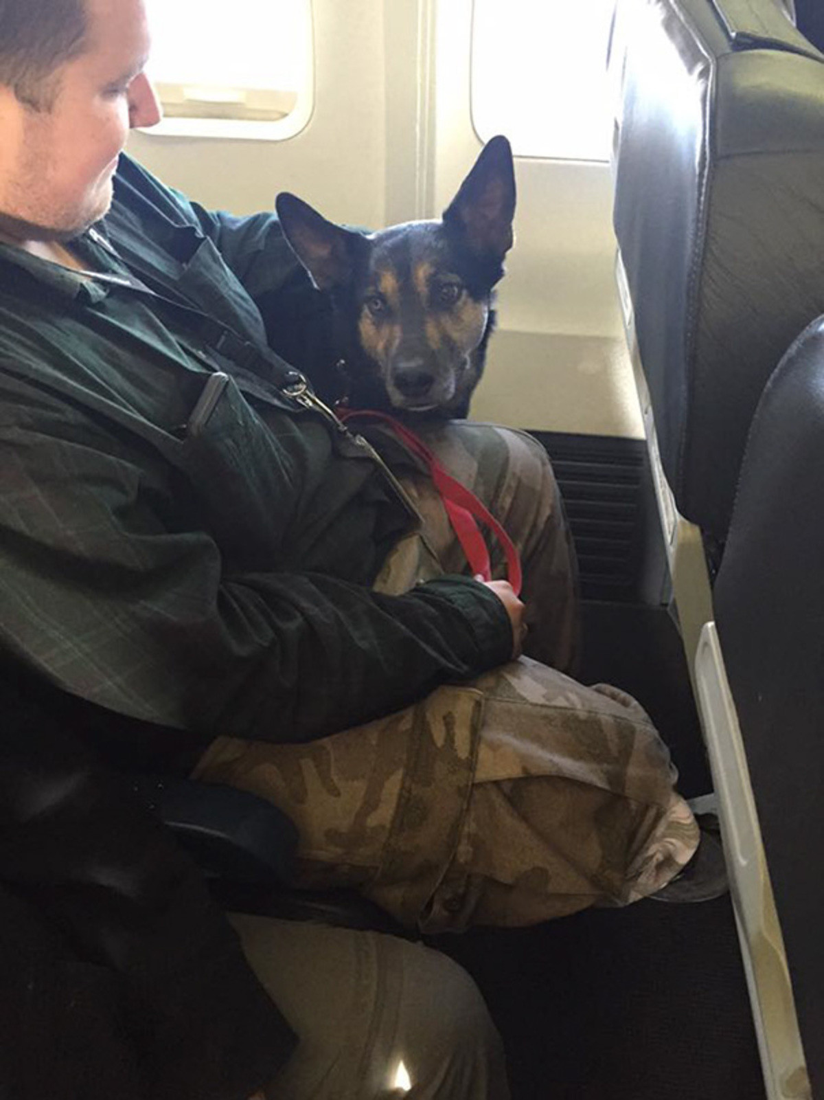 Можно с собакой в самолет. Собака в самолете. Служебная собака в самолете. Большие собаки в самолете. Овчарка в салоне самолета.