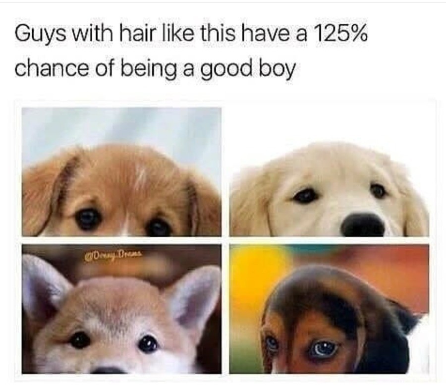 Featured image of post Good Boy Head Pat