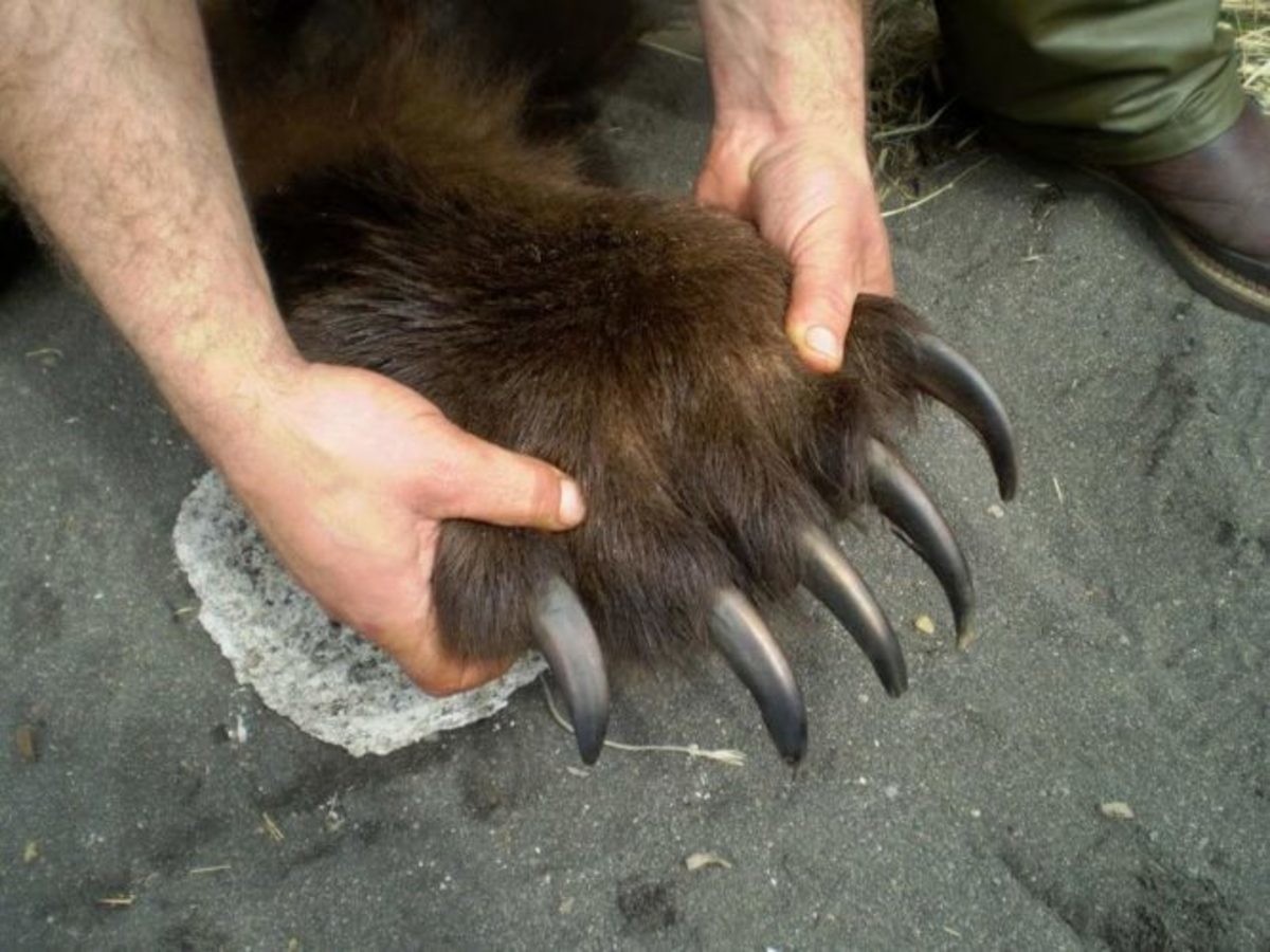 bear claw
