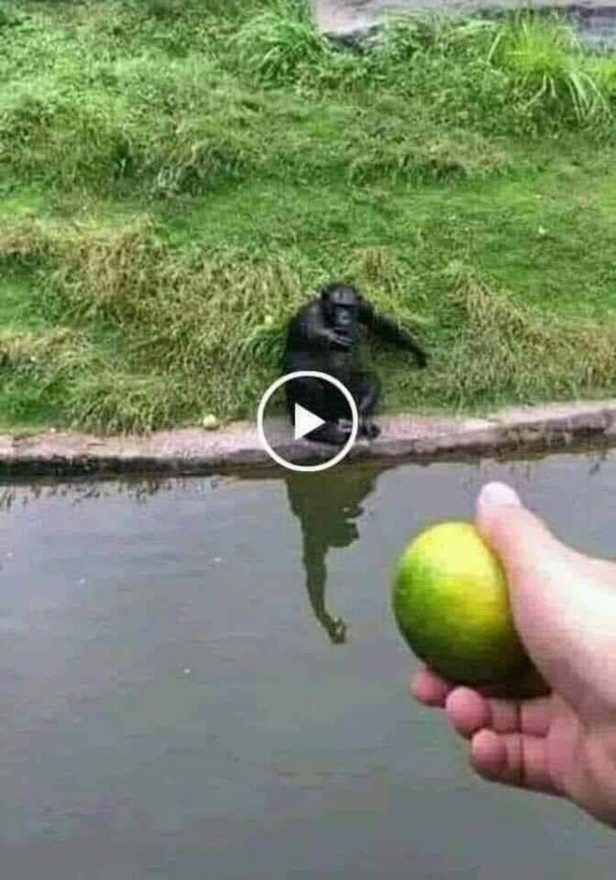 How to trick a monkey.