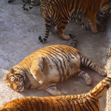 tiger with downs