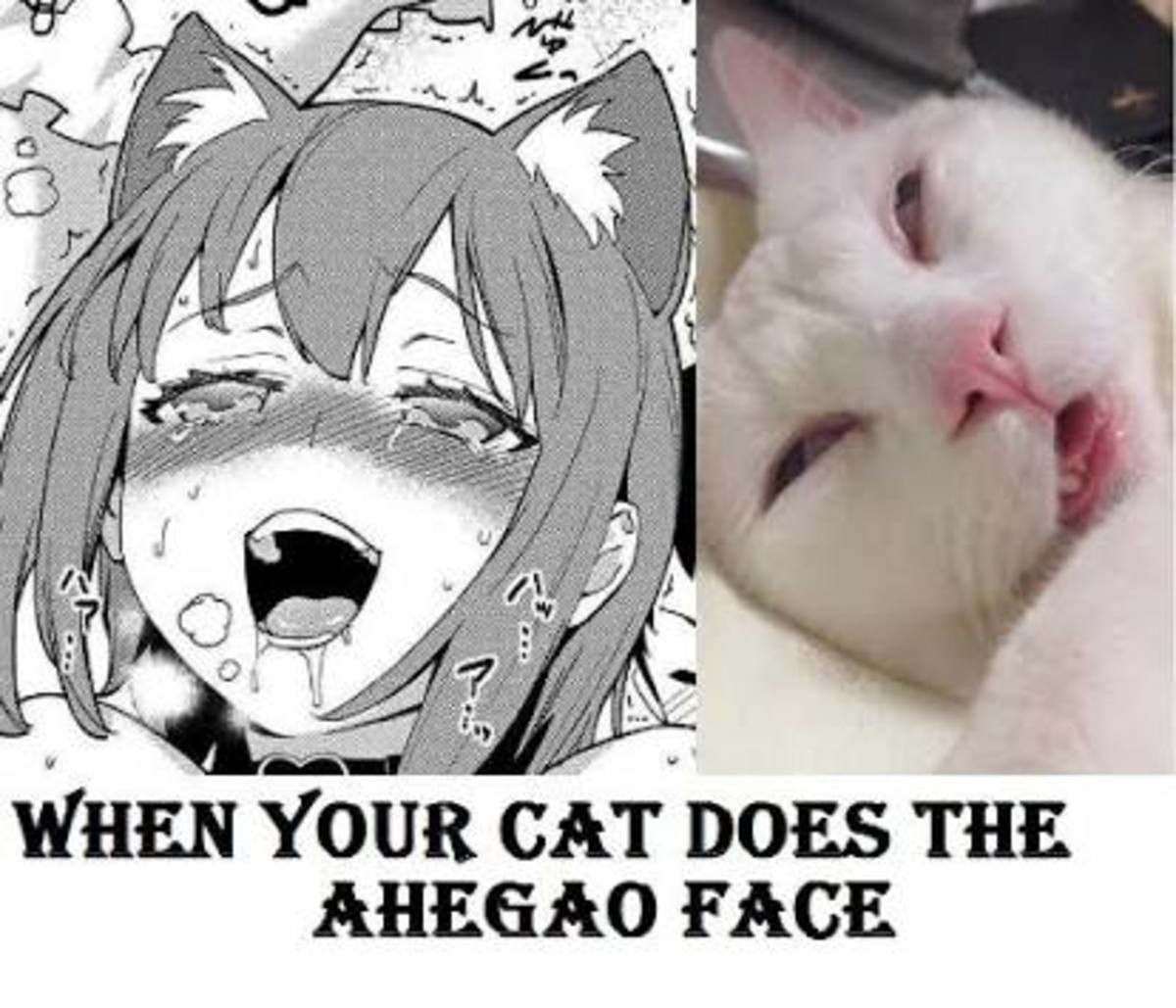 Ahegao cat