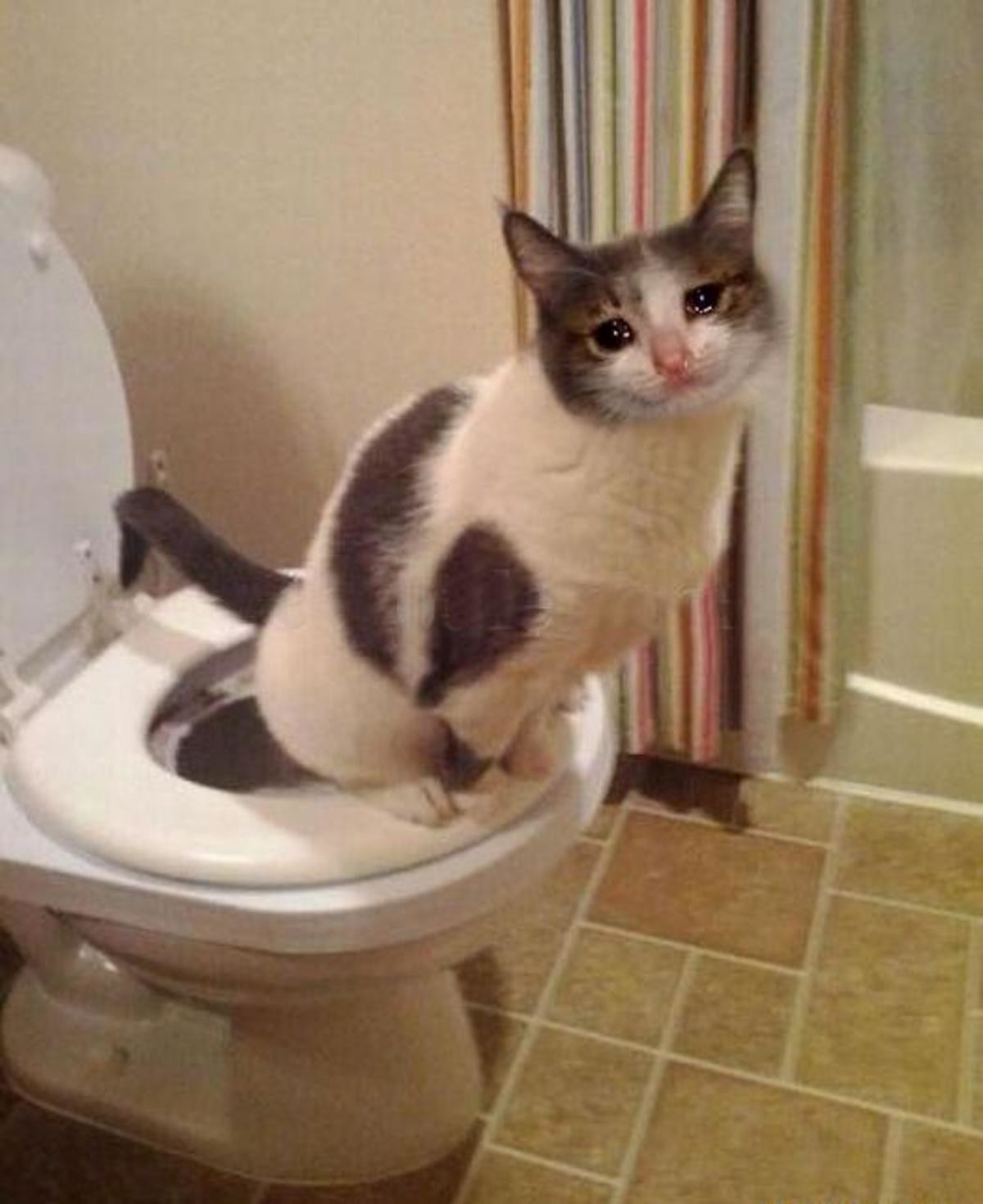 Кот Плачет Мем