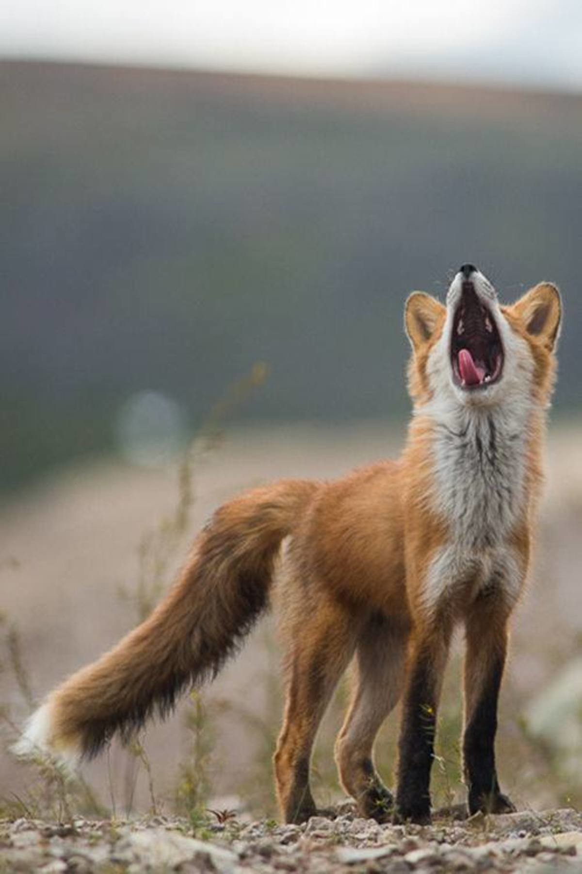 Fox tamer