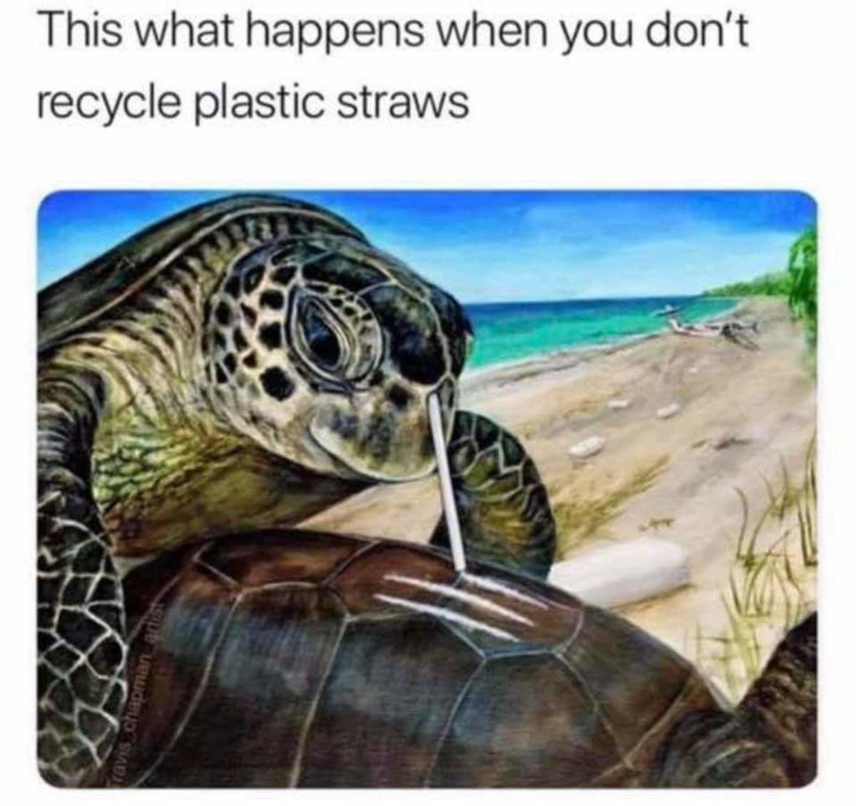 https://memestatic.fjcdn.com/pictures/Its+a+picture+of+a+turtle+snorting+coke+enjoy_5c3d96_7298677.jpg