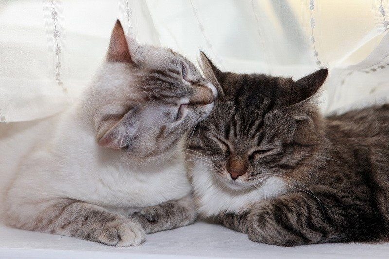Друг кисы. Кошки целуются. Котики обнимаются. Кошки любовь. Котик целует.
