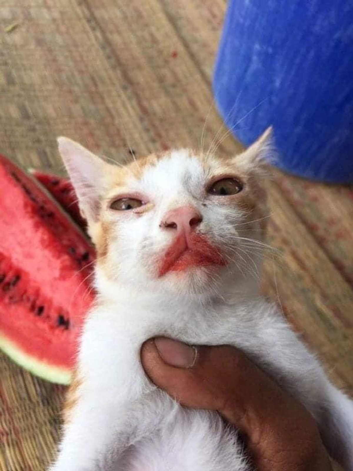 Недовольный кот с арбузом