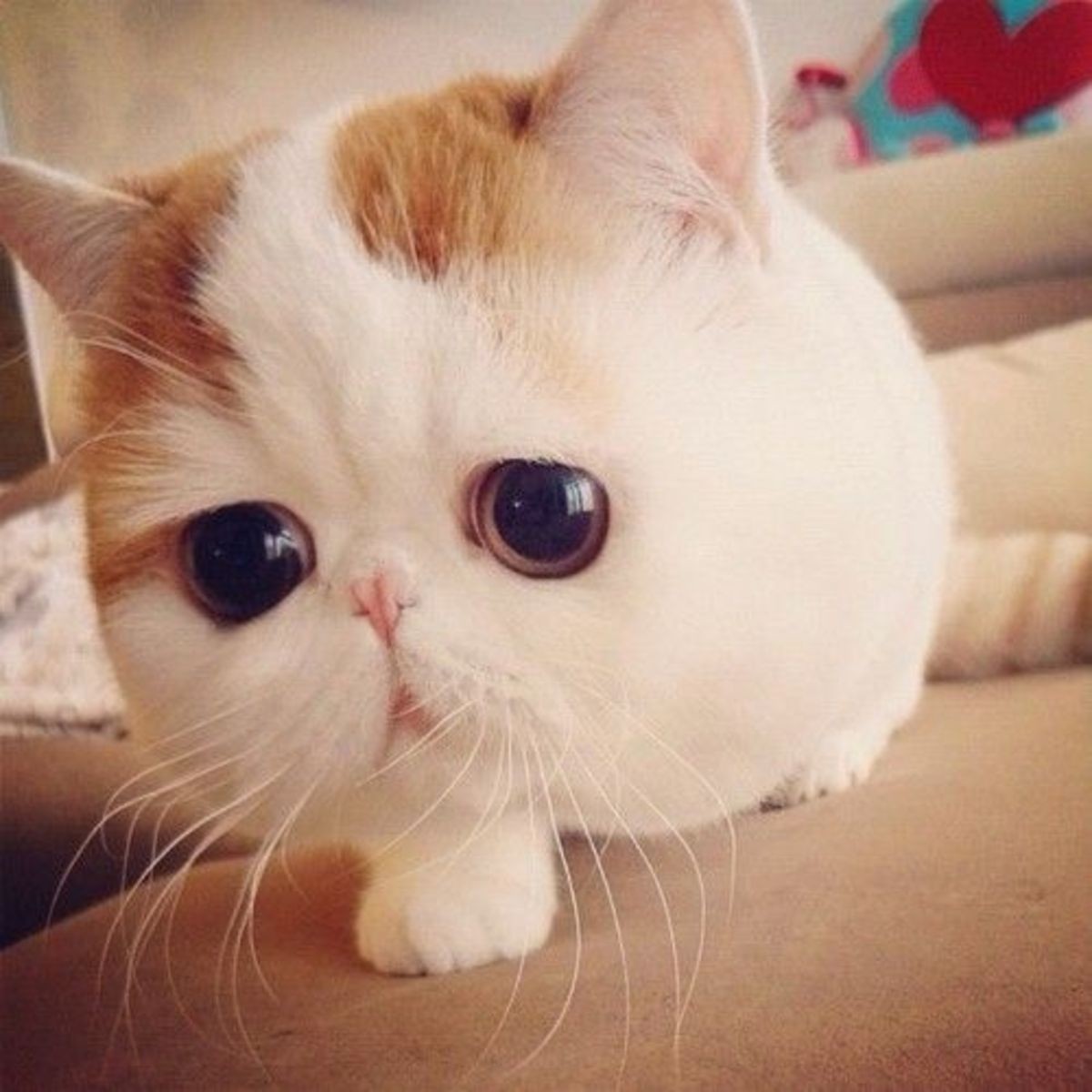 Kitty Spotlight Exotic Shorthair
