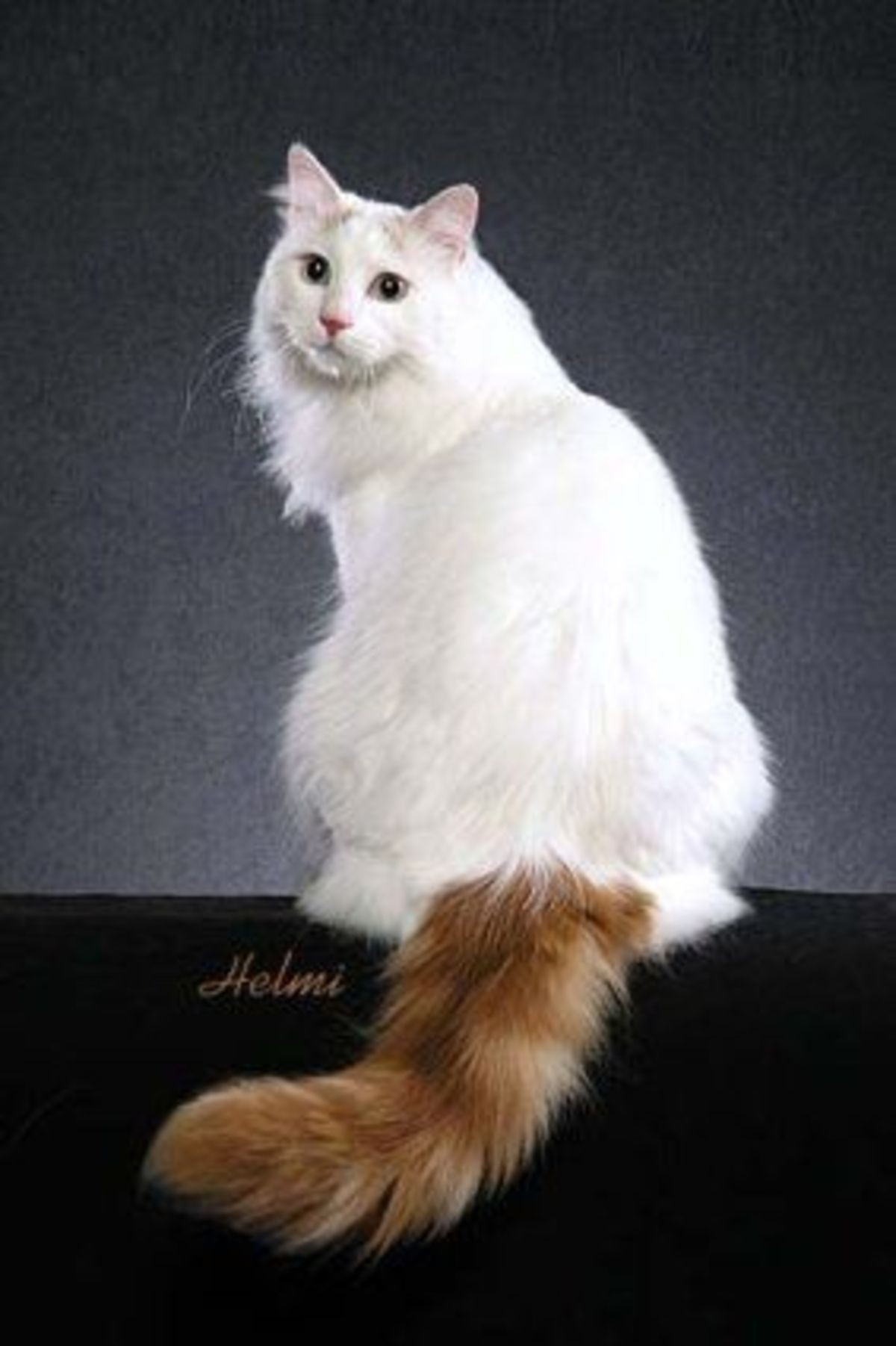 Породы пушистых кошек турецкий Ван