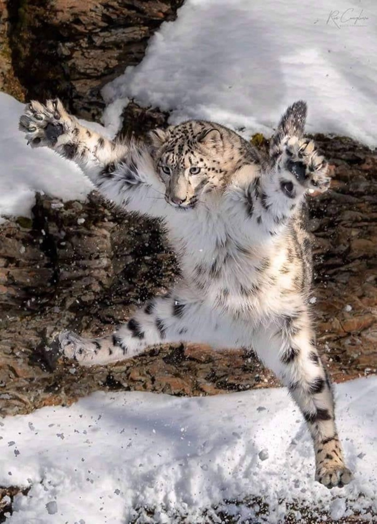 Leaping Snow Leopard Zerochan has 79 snow leopard anime images, and many more in its gallery. leaping snow leopard