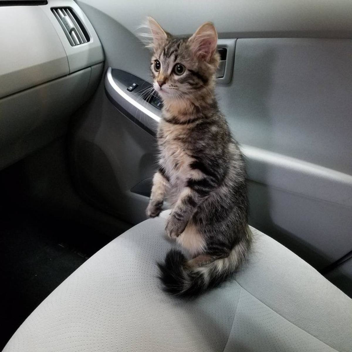 Car cats. Котенок в машине. Кошачья машина. Котенок за рулем. Котенок на машинке.