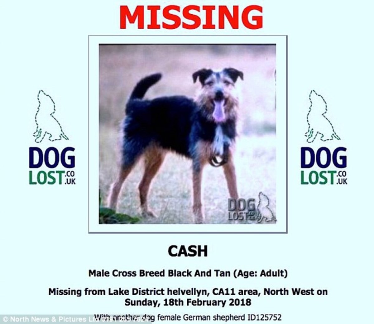 Missing Dog. Miss my Dog ЮАР. Miss a Dog. Dan "two Dogs" Hampton.