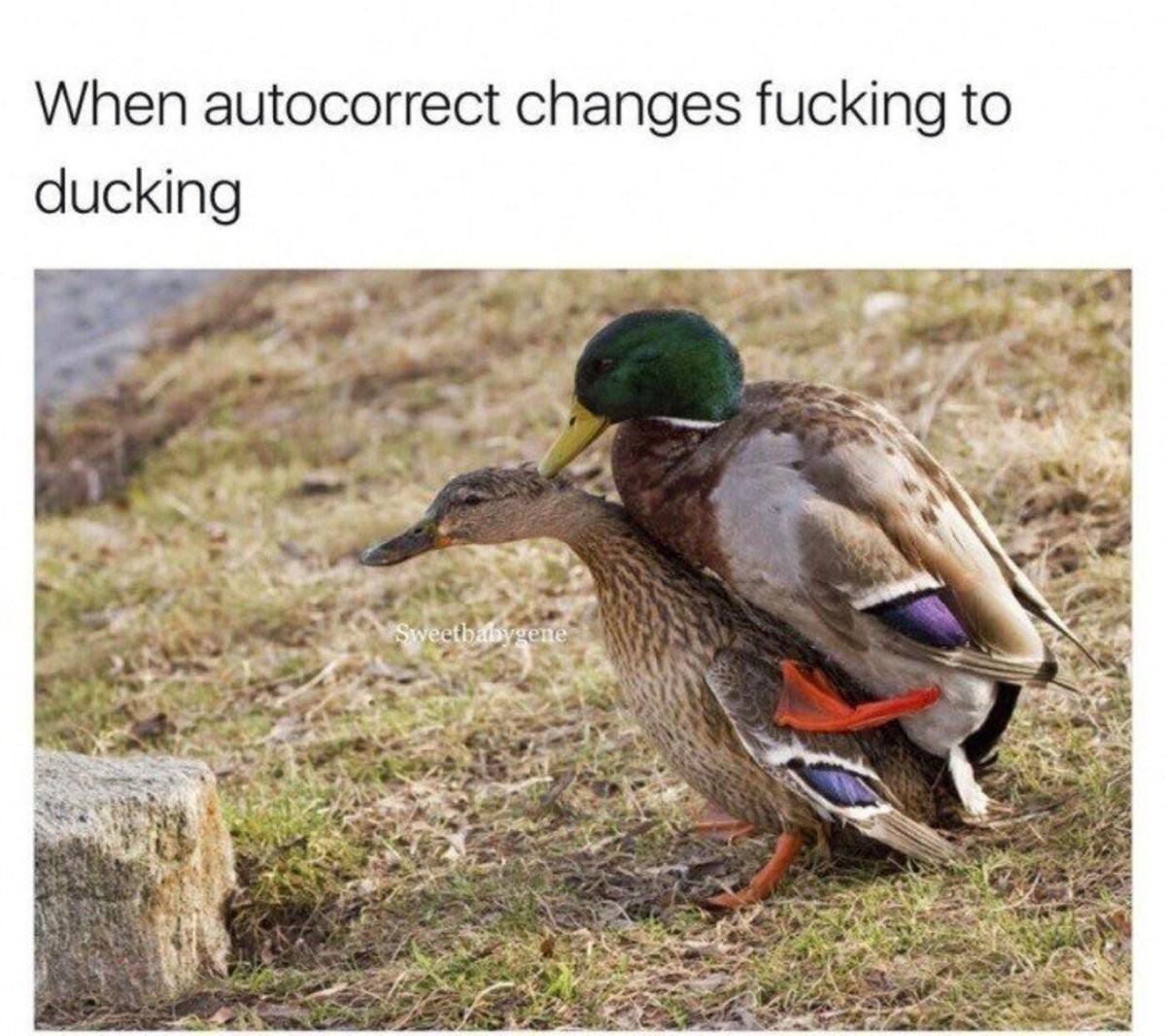 Its fucking duck jesus ok