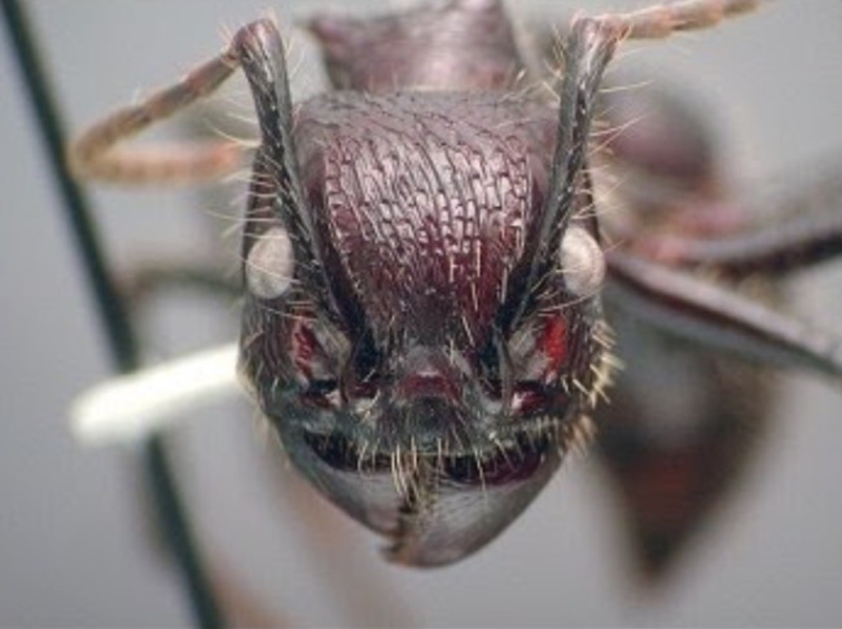Страшный мир насекомых. Страшные мерзкие насекомые. Самые отвратительные насекомые.
