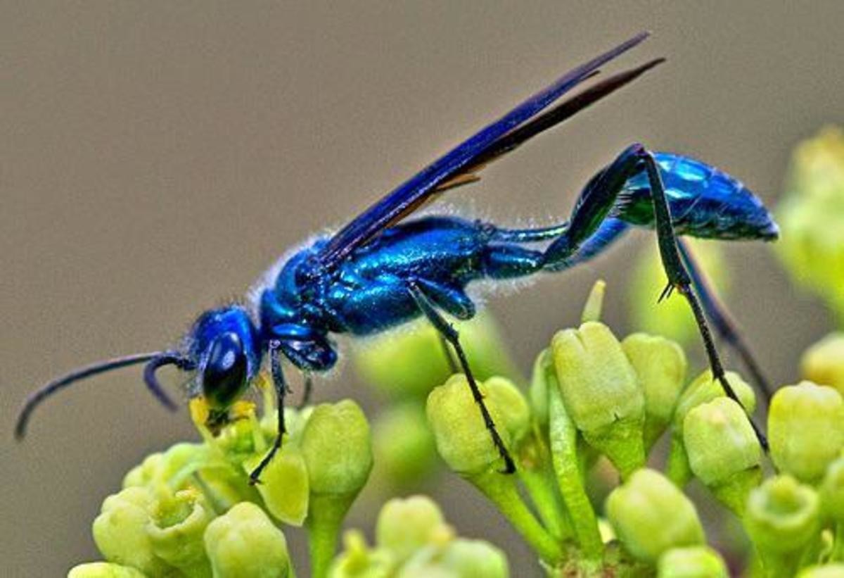 Насекомые сини. Chalybion californicum. Голубая грязевая Оса. Blue Wasp. Голубая грязевая Оса Chalybion californicum.