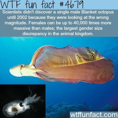 fun facts about octopus